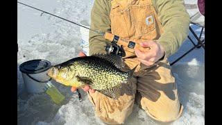 SLAB Crappies While Ice Fishing Remote Maine Pond