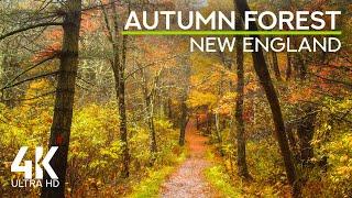 Gentle Sounds of Autumn Rain in the Woods & Murmur of Forest Stream - 4K Fall Foliage in New England