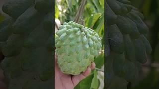 Mãng Cầu Đài Loan | Na Dứa | Mãng Cầu Ngọc Thiên OCOP | Vườn Năm Thiên | #shorts  #Custard Apple