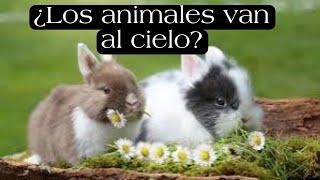 ¿Los animales van al cielo?