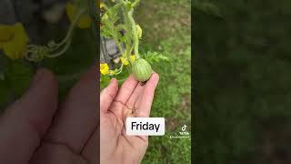 First week of growth for Sugar Baby Watermelon.  #timelapse #watermelon #garden #growyourownfood