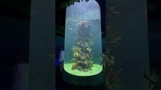 Amazing Cylinder Fish Tank #shorts