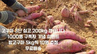 밤고구마 다수확방법/ 밤고구마 3단 심고 200kg 캤습니다/ 1천명 구독자 기념 이벤트10월18~20일까지 밤고구마 5kg씩 10명 추첨 무료배송