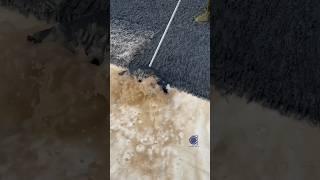 All that dirty water gets flushed away! satisfying rug scraping! #asmr #oddlysatisfying