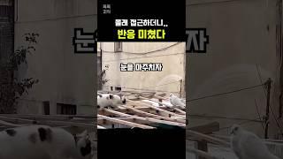 몰래 접근하다 눈을 마주치더니…