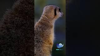 Meerkat be alert all time #shorts #4k