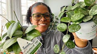 PROVEN WINNERS HOUSEPLANTS | HOYAS | HOME DEPOT | DIY HOYA SOIL | HOUSEPLANT CARE TIPS | HOYA GROWTH