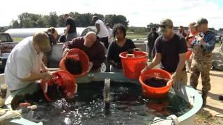 Aquaculture: Prawn Harvest