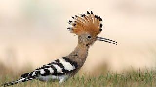 The most beautiful sound of Hoopoe bird ( Hudhud ) mentioned in Quran