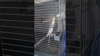 Попугай Корелла | Попугаи заходят по клеткам | Ужин у попугаев