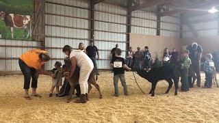 Vernon County Fair's Little Britches Dairy Show