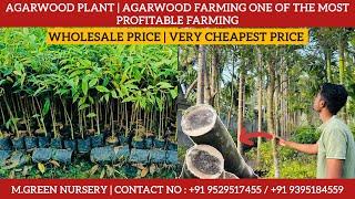 Agarwood plant nursery | Assam number one Agarwood wholesale nursery |very cheapest price #agarwood