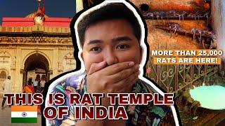 [ENG SUB] OMG MORE THAN 25,000 RATS ARE LIVING IN THIS TEMPLE IN INDIA 