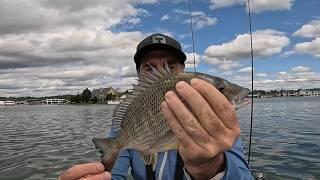 Testing the durability of 2lb leader bream fishing