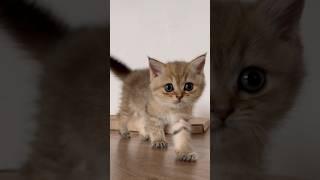 Cat's paws | Lada Kitty #shorts #kitten #cute #cat #lada #viral