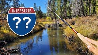 Multi-Species Creek Fishing Along a Montana Interstate! (Tenkara Fly Fishing)