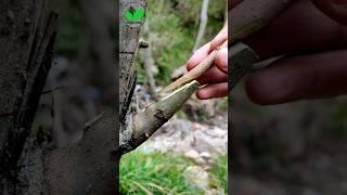 Easiest grafting techniques of persimmon fruit plants #grafting #budding #persimmon #tree