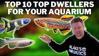 My Top 10 Top Dwelling Fish - Great Options for the Top Layer of Your Aquarium