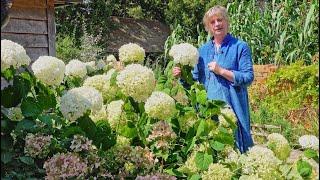 Sarah's Favourite Hydrangeas