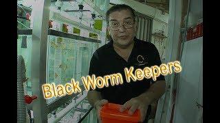 Black Worm Keeper For Wattley Discus