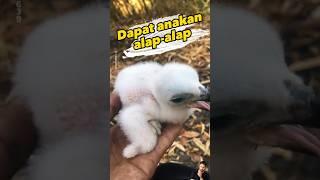 Menemukan anakan alap-alap yang terjatuh dari sarangnya #alapalap #burungpredator