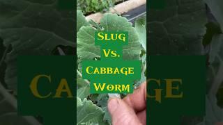 Learn To Tell The Difference!! Slug vs Cabbage Worm  #gardeningtips #gardening #gardeninglovers