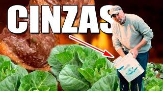 O Que Acontece Quando Você Usa Cinzas Em Suas Plantas?