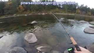 Summer Run Steelhead -- Skykomish River