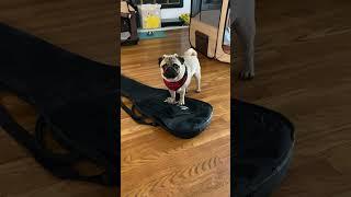 Pug vs Electric Bass Case: The winner is  #pug #puglife #pugs #electricbass #bass