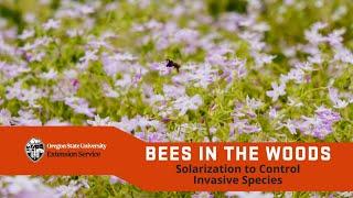 Bees in the woods: Using solarization to control invasive species