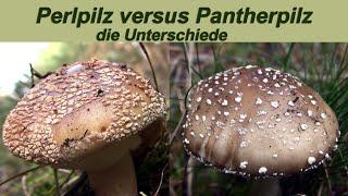 Perlpilz versus Pantherpilz: die Unterschiede zwischen diesen beiden Pilzen