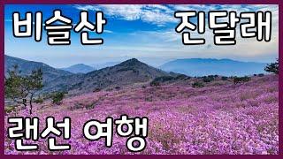 비슬산 등산 가이드 | 진달래 랜선 여행