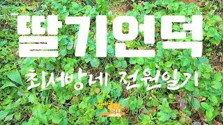 귀촌작물|귀촌생활|최서방네 전원일기 I 딸기언덕 I 시골살이