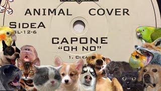 Capone - Oh No! (Animal Cover)