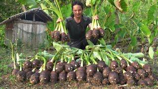 02 year living in forest, Revisiting the old house to harvest giant taro