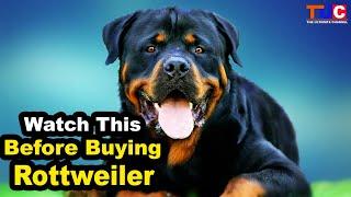 Watch This Video Before Buying Rottweiler : Things You Should Know : TUC