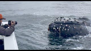 Almost Kissed by a Humpback Whale