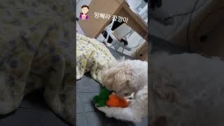 삑삑이 인형을 사랑하는 그 강아지, 우리집 말티푸