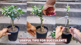 Succulent Success Secrets Revealed!