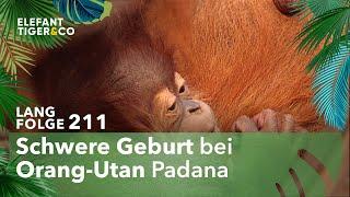 Sorge um den Orang-Utan Nachwuchs des Zoo Leipzig (Langfolge 211) | Elefant, Tiger & Co. | ARD