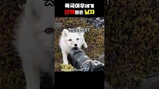 사진 작가에게 다가온 북극여우