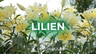 Einpflanzen von Lilienzwiebeln in Töpfe│DUTCH-BULBS.COM