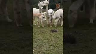 curious llama