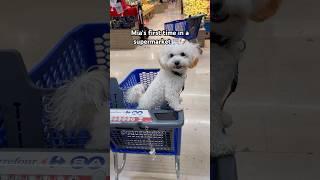 Dog friendly supermarket? Yes please! #maltipoomia #maltipoo #dogs #petfriendly #doglover