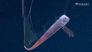 MBARI 2021: A collection of this year's best moments in the deep sea