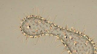 Microbes fighting. 3d animation.