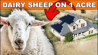 RAISING 6 DAIRY SHEEP ON 1.5 ACRES | Milk Sheep Farming HOMESTEAD on Pasture Small Scale Milking