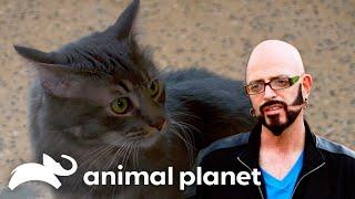 Jackson Re-homes A Cat For the First Time | My Cat From Hell | Animal Planet