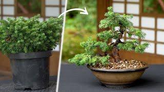 Creating a Spruce Bonsai tree