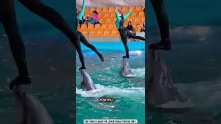 This Dolphin Performed for Empty Seats 